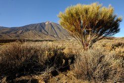 Teneryfa