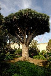 Teneryfa