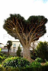 Teneryfa