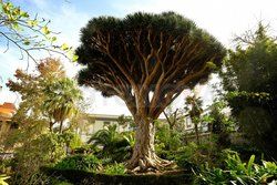 Teneryfa