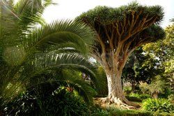 Teneryfa