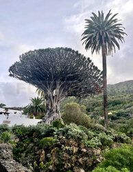 Drzewo Drago Milenario